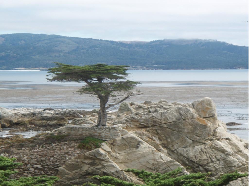 Lone Cypress- When Cojigas traveled to California in the summer of 2008, she captured this tree, known as the official trademark of Pebble Beach. 